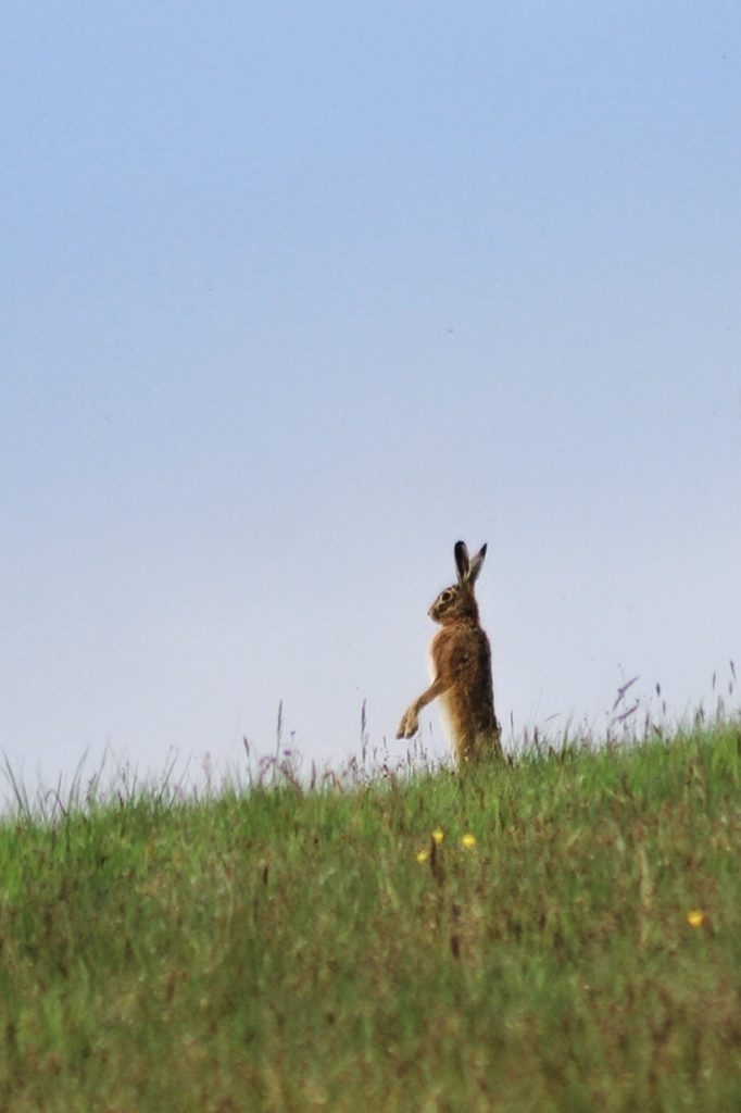 lièvre debout pattes ciel herbe lapin verdure bleu