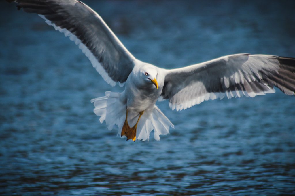 mouette vol mer Norvège bec majestueux ailes grandes