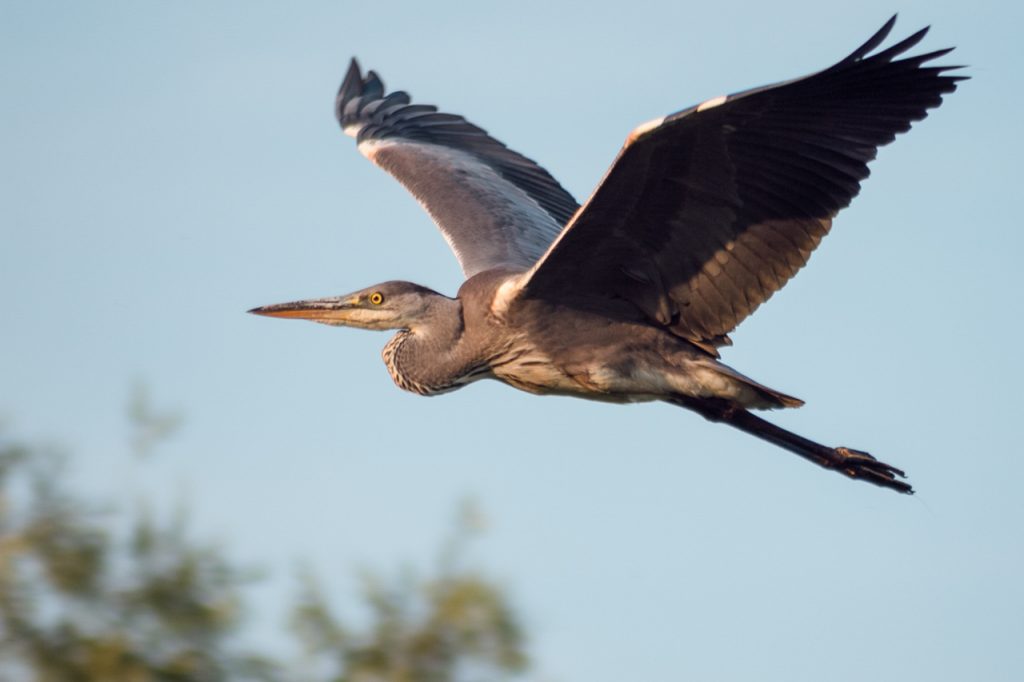 vol héron cendré ailes bec ciel