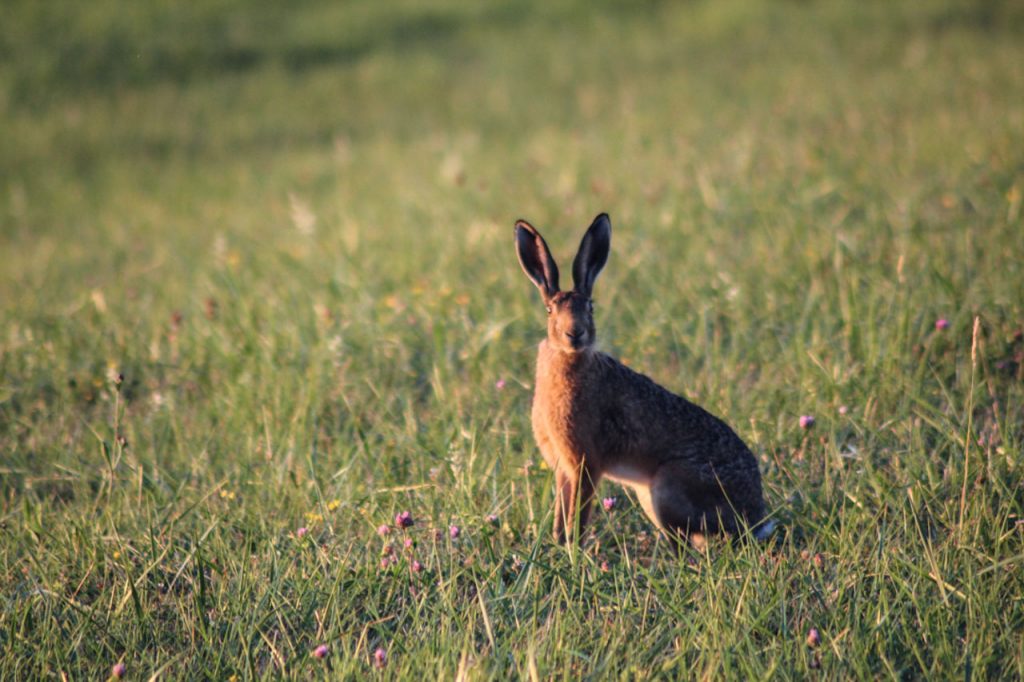 lapin oreilles grandes soleil