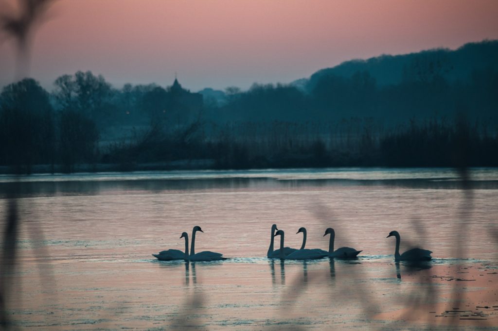 Cygnes glace matin rosée étang