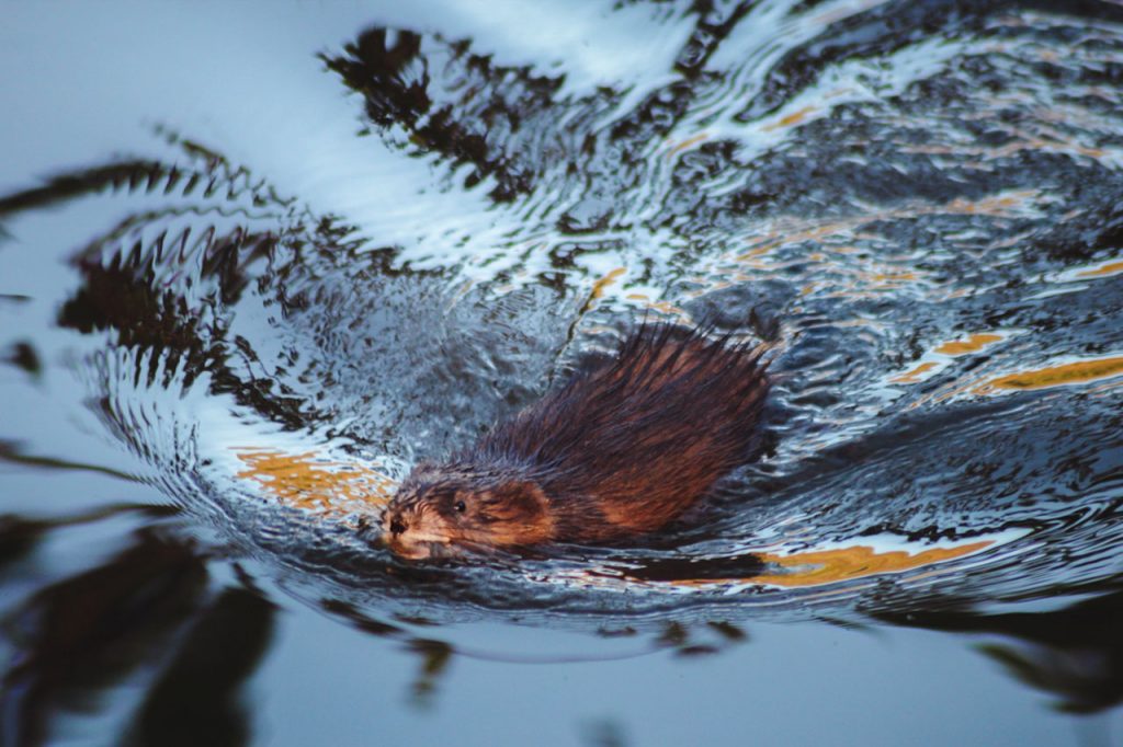 rat musqué castor nage eau rivière mouillé