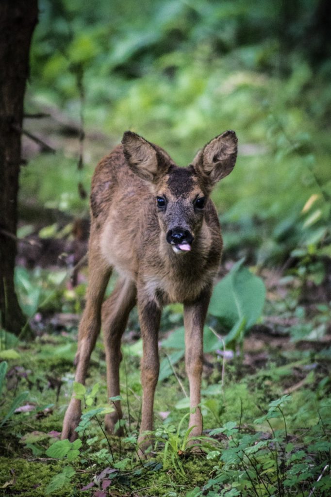 jeune chevreuil forêt