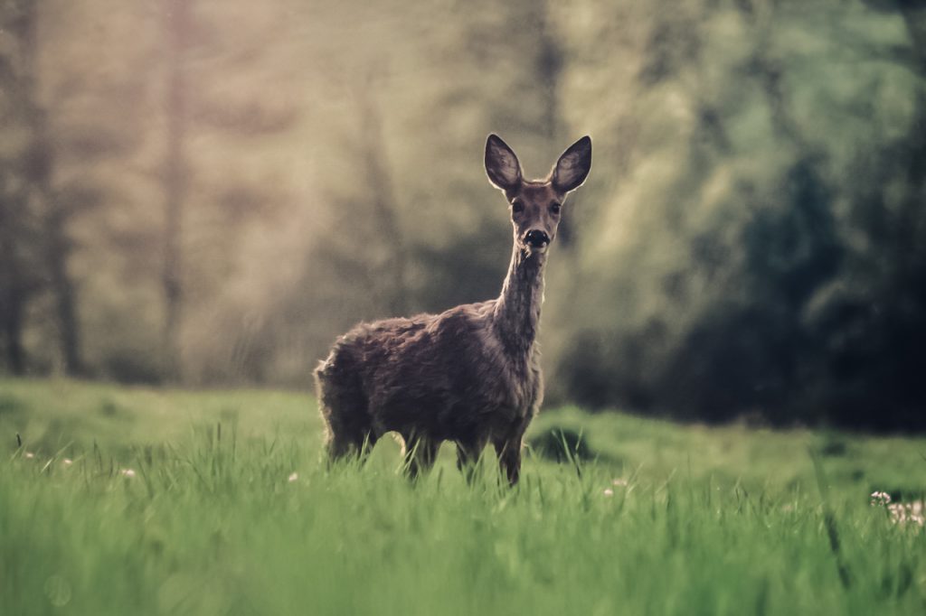 chevreuil biche jeune animal verdure nature vert vif poils oreilles grandes figé