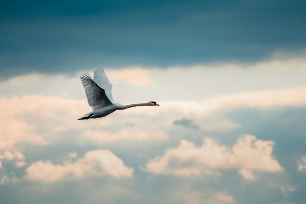 cygne ciel nuages rayons soleil ailes vol bec swann