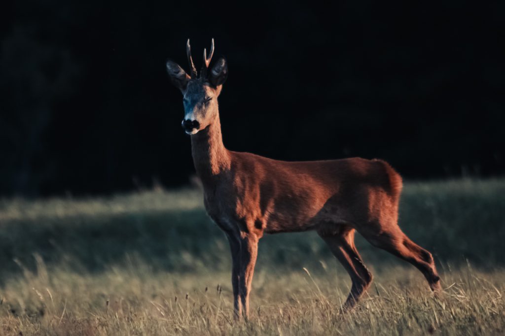 Brocard Majestueux été Soleil couchant Soirée Photographie animalière