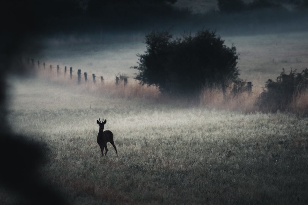 Brocard Brouillard Matin Froid Photographie Animalière Champenoux