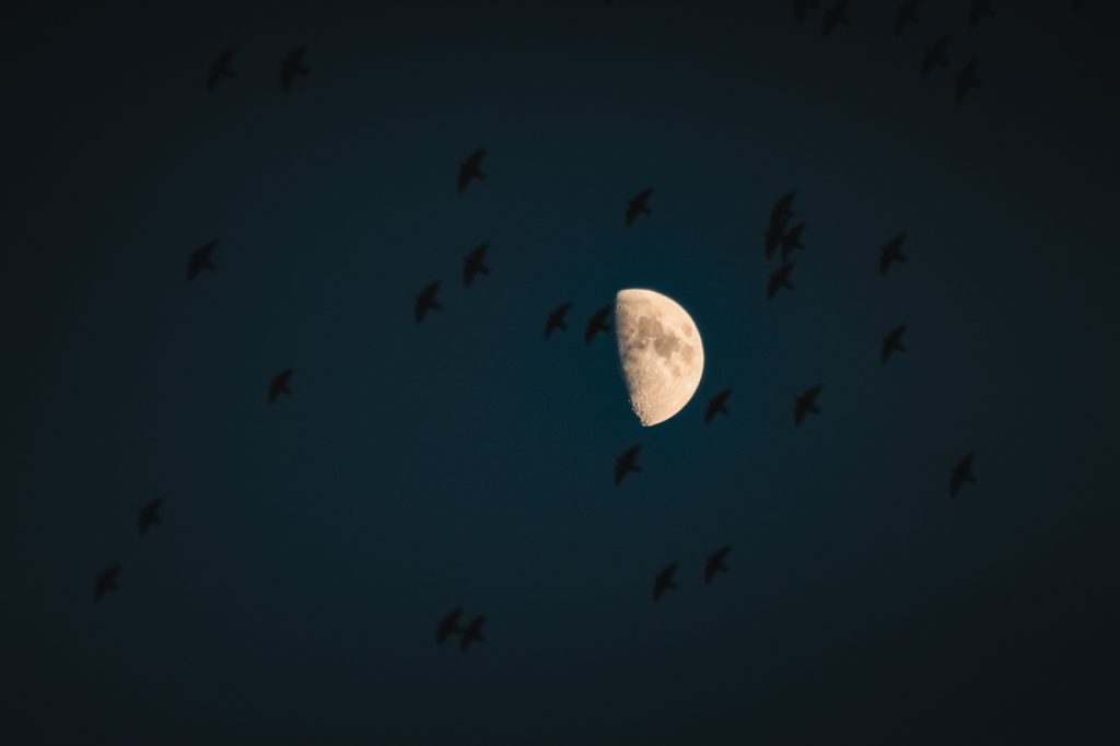 Lune Oiseaux Migration Nuit