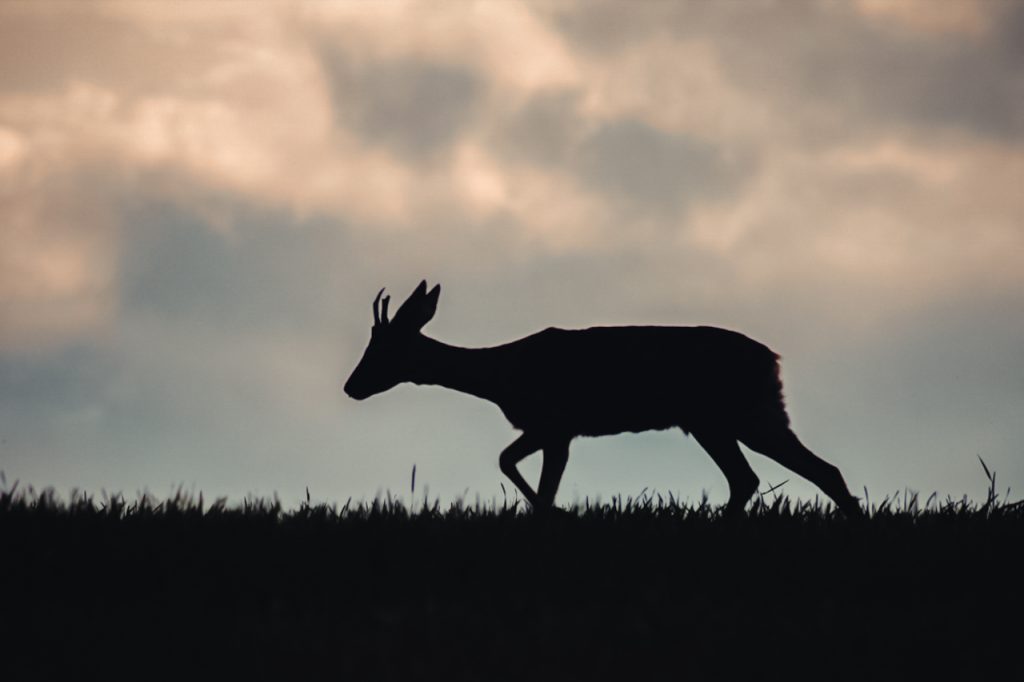 Brocard Chevreuil Ombre Silhouette