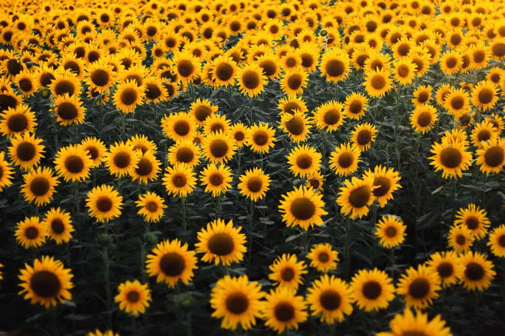 Tournesols Été jaune Soleil Chaleur