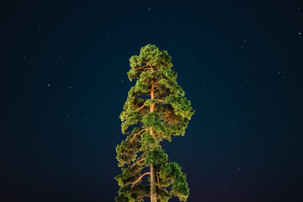 Arbre Etoiles Nuit Norvège Oslo Photographie