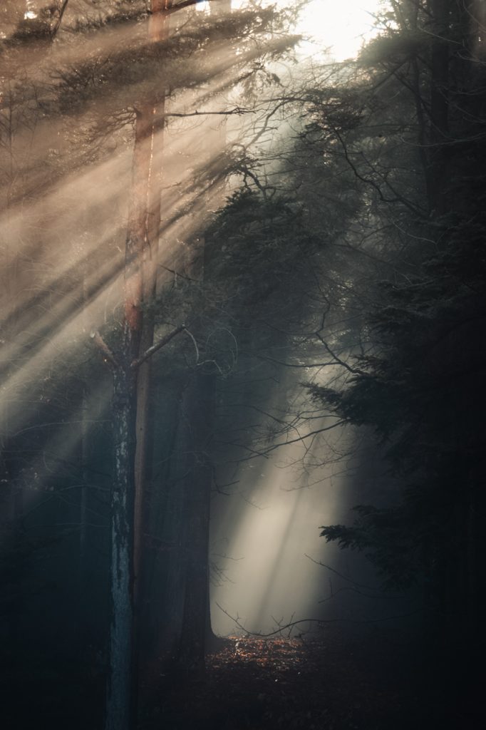 Forêt rayons soleil brume brouillard vosges