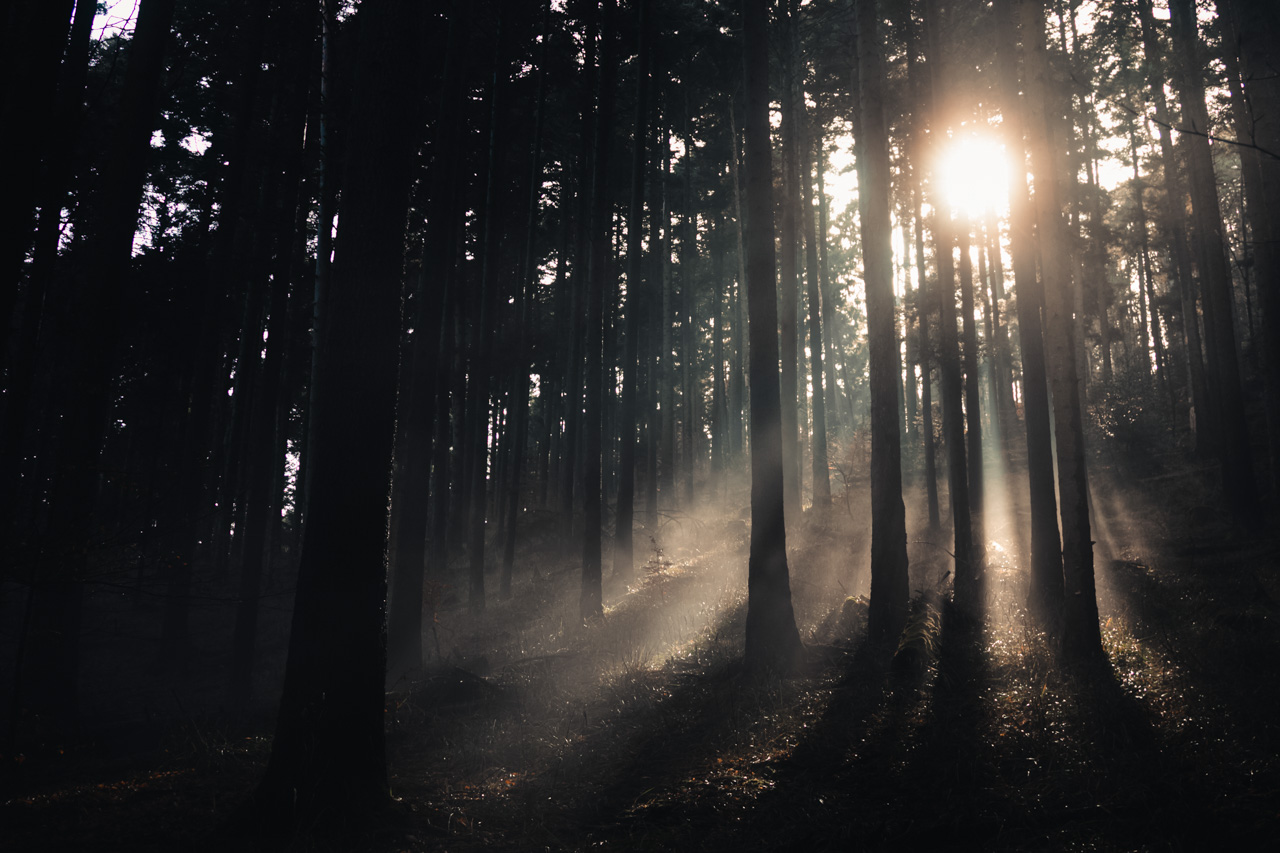 forêt brouillard rayons soleil obscurité lumière contraste