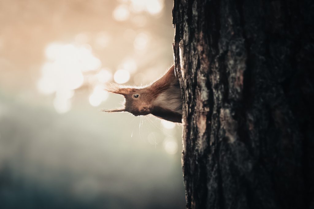 Écureuil Photo Art Roux Arbre Forêt Saut