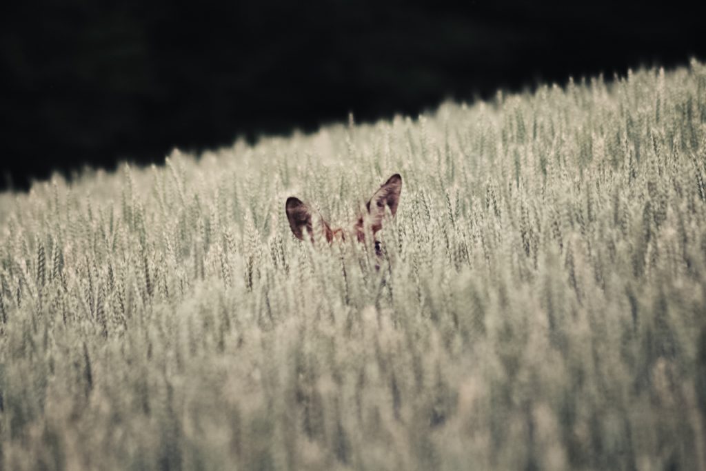 Blé chevreuil biche été champs