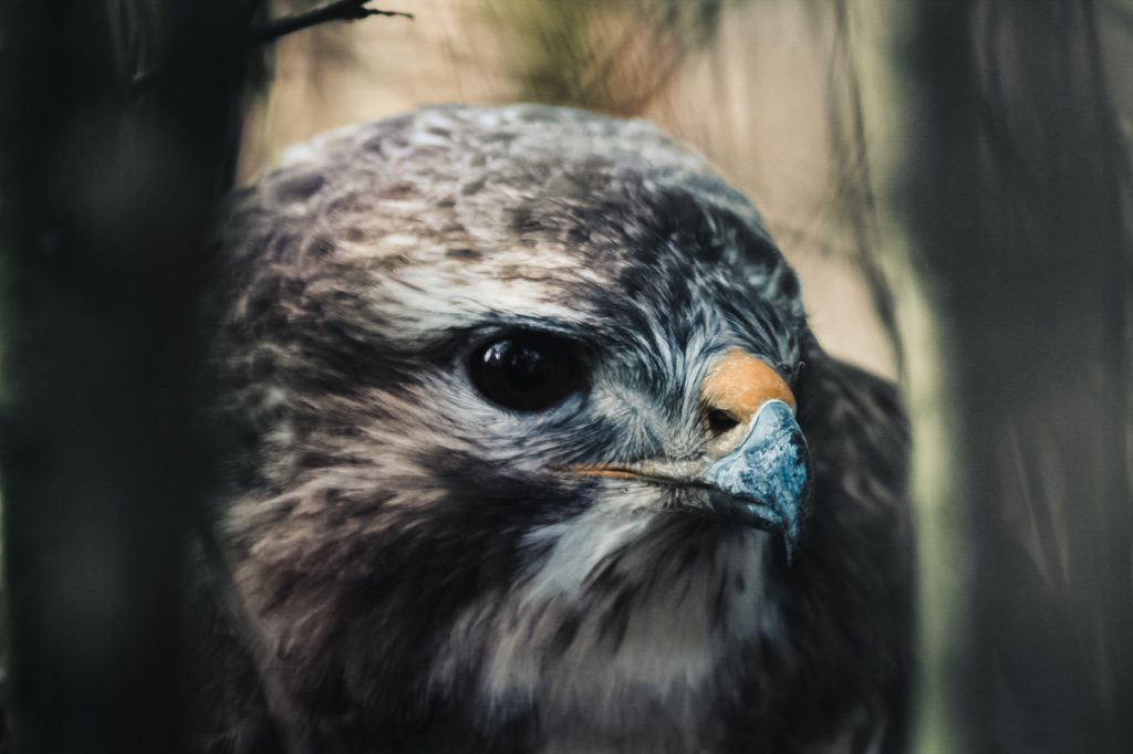 Buse Photographie animalière Champenoux Nature Rapace Oiseau