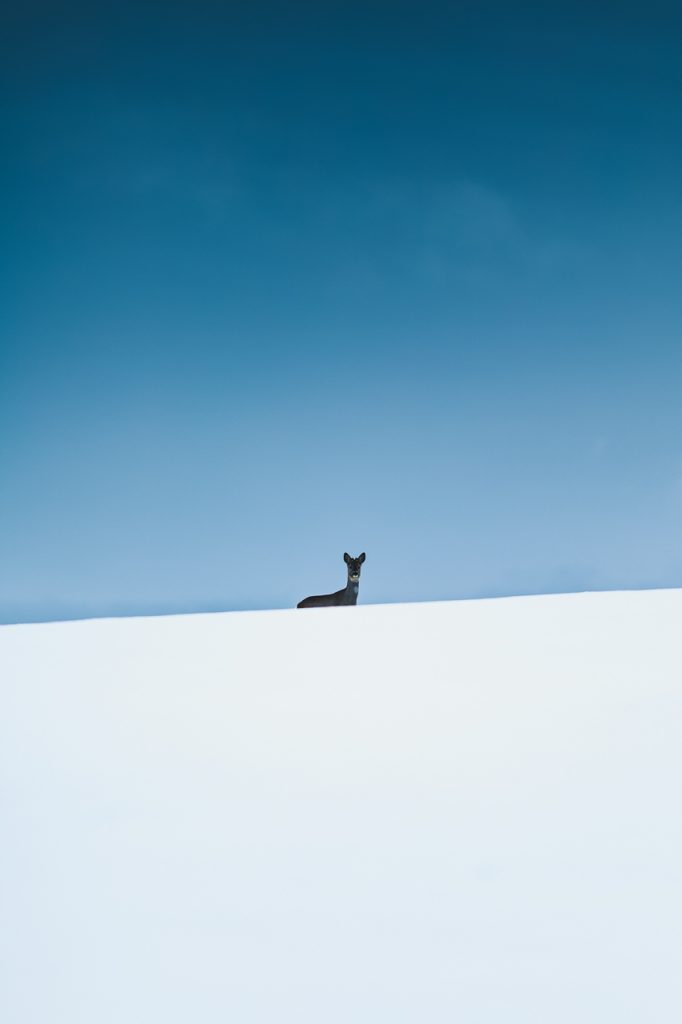 Hiver Norvège Chevreuil Photographie animalière Neige Ciel bleu