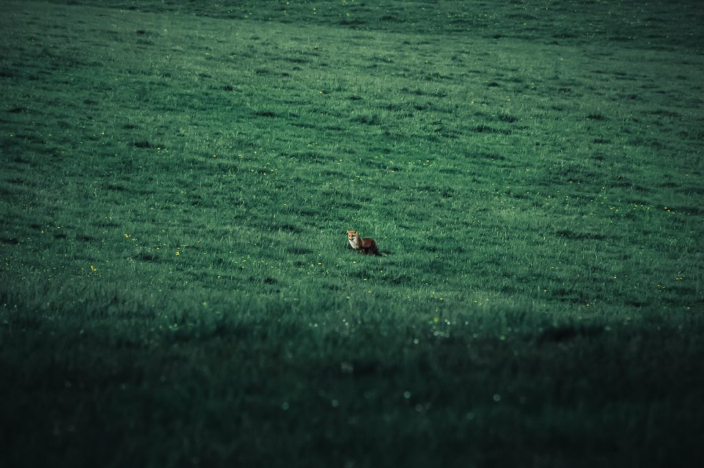 Renard chasse nature souris champs été soirée photographie animalière