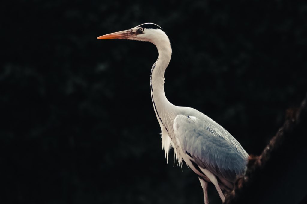 Héron Bec Oiseau Vol