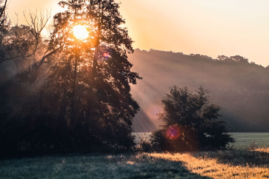 matin gel herbe rosée voile soleil forêt arbre rayons brouillard