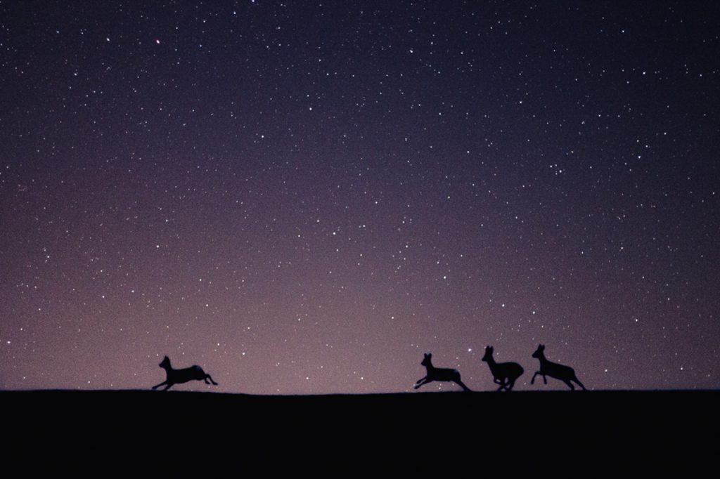 ombres nuit étoiles chevreuils fuite