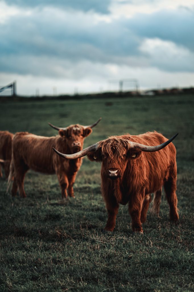 Vaches Cornes Longues Norvège Ferme