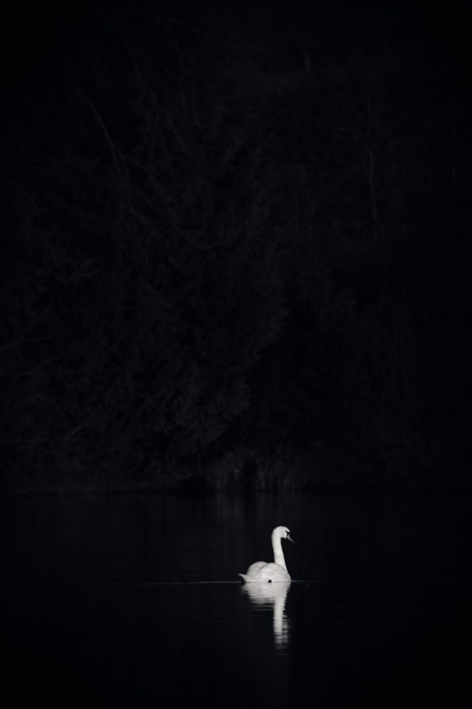 Cygne blanc sombre seul eau reflet noir et blanc